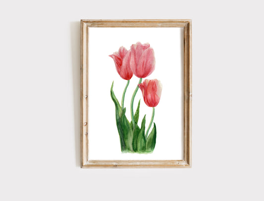 Tulips - Fine Art Print