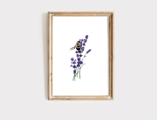 Lavender Bee - Fine Art Print