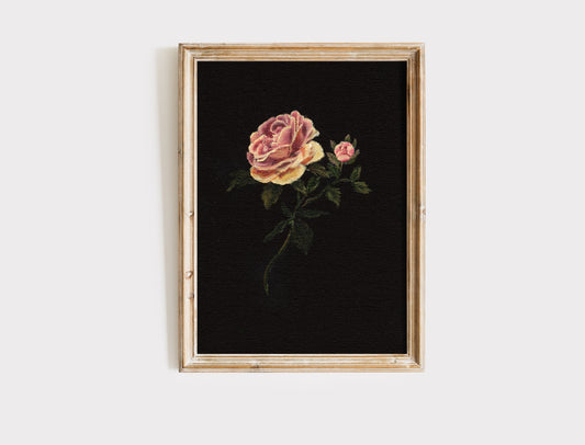 Rose - Fine Art Print