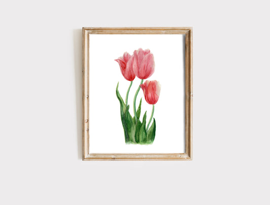 Tulips - Fine Art Print