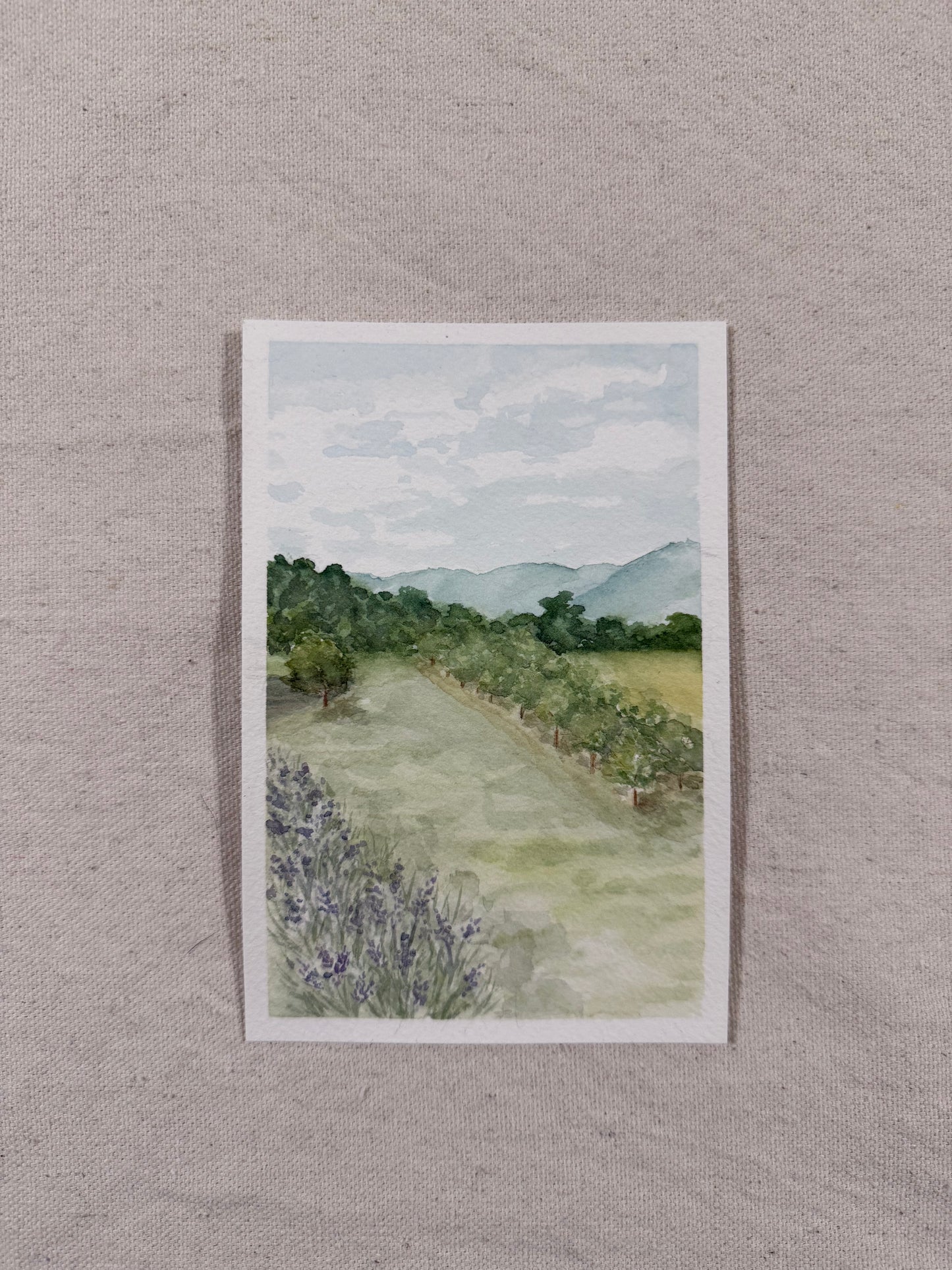 "Lavender at Grandad's"
